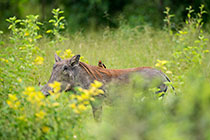 oxpecker bird on warthog in green grass