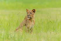 lion in green grass