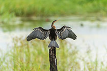 cormoran bird drying up on dead tree