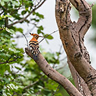 African hoopoe bird in tree