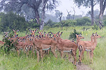 herd of impalas