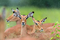 herd of impalas