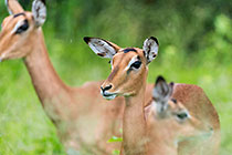 herd of impalas