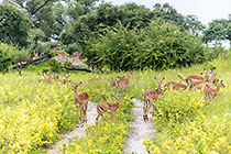 herd of impalas