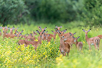 herd of impalas