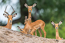 impalas behind tree