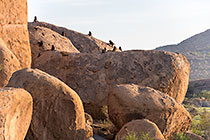 baboons on rock boulders
