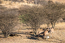 kudus at salt block