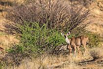 kudus at salt block