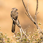 go away bird on branch