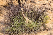 giraffe on hill