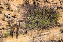 giraffe on hill