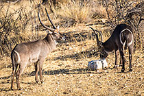 waterbucks at salt block