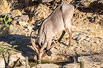 waterbuck at waterhole
