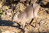 waterbuck at waterhole