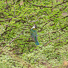 Dideric cuckoo (juvenile) bird in green tree