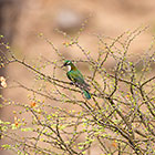 Dideric cuckoo (juvenile) bird in green tree
