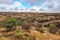 trees turning green on hill