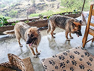 Sheeba & Zara dogs wet after swimming in river