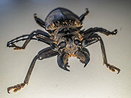 cisor beetle