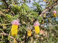 tree flower