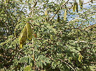 tree pods