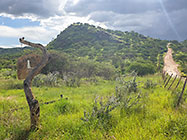 access road & green hills at farm entrance