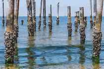 wooden poles in sea