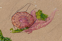 medusa on shore