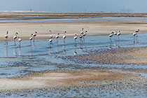 flamingo birds in lagoon