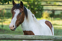 Blue horse