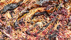 dry algae on shore