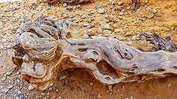 skeleton