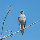 pale chanting goshawk