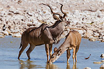 kudus