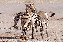 zebras