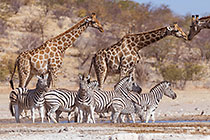 zebras