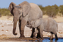 elephants