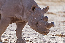 white rhino