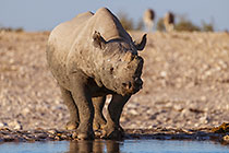 Rhinoceros