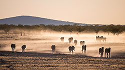 Zebra in Dust