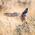 Hunting