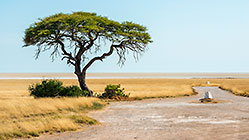isolated tree