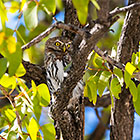pearl-spotted owlet