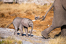 Follow Mom