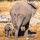 Baby Elephant