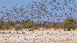 red-billed quelea