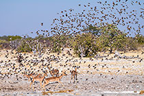 Flock