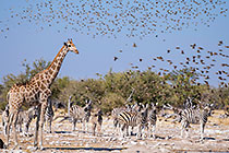 red-billed quelea