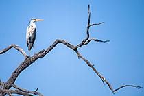grey heron bird on dead tree